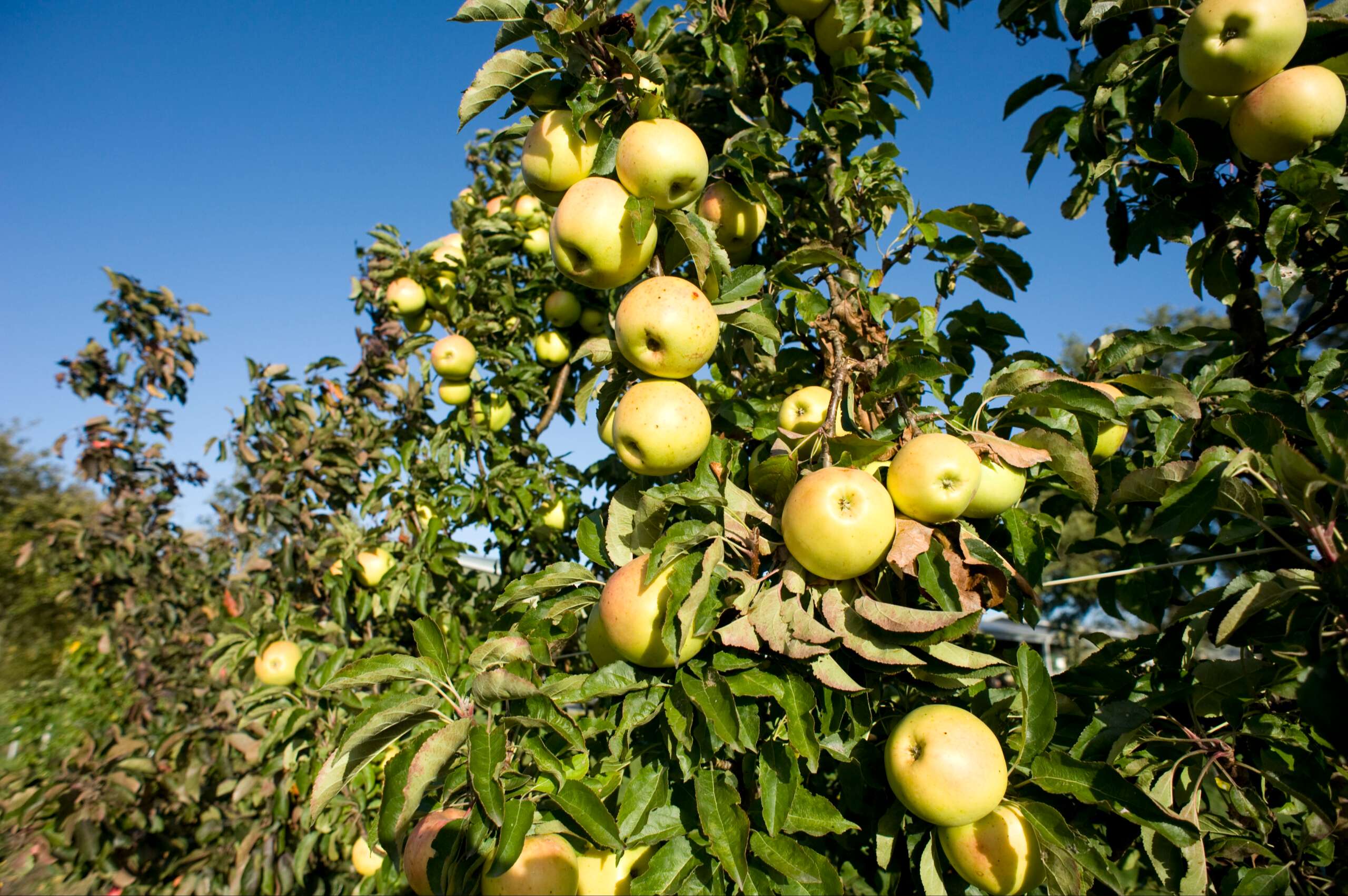 Ulo - Obstbäume Fleuren